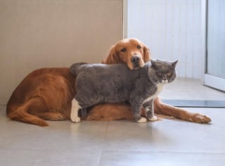 Illustration de l'article : 10 races de chiens qui peuvent parfaitement s'entendre avec un chat