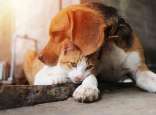 Illustration de l'article : 10 races de chiens qui peuvent parfaitement s'entendre avec un chat