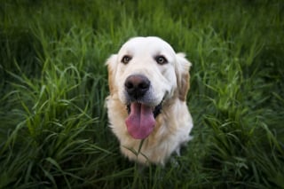 Illustration de l'article : 10 avantages pour votre santé de promener votre chien