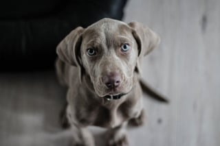 Illustration de l'article : 10 avantages pour votre santé de promener votre chien