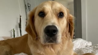 Illustration de l'article : A la recherche d’un Golden Retriever disparu, la police s’intéresse au nouveau chien d’une personne connue de ses services