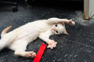 Illustration de l'article : Un chaton errant à la démarche bancale fou de joie depuis qu'il a quitté la rue