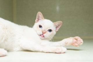 Illustration de l'article : Un chaton errant à la démarche bancale fou de joie depuis qu'il a quitté la rue