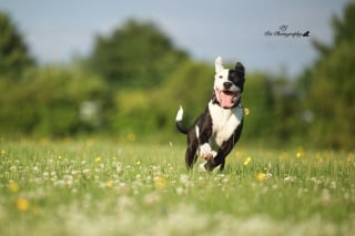 Illustration de l'article : 16 sublimes portraits de chiens réalisés par un photographe passionné, pour égayer votre journée