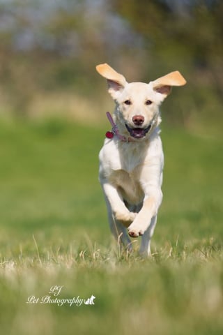 Illustration de l'article : 16 sublimes portraits de chiens réalisés par un photographe passionné, pour égayer votre journée