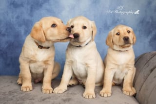 Illustration de l'article : 16 sublimes portraits de chiens réalisés par un photographe passionné, pour égayer votre journée