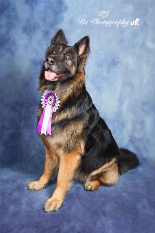 Illustration de l'article : 16 sublimes portraits de chiens réalisés par un photographe passionné, pour égayer votre journée