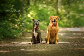 Illustration de l'article : 16 sublimes portraits de chiens réalisés par un photographe passionné, pour égayer votre journée