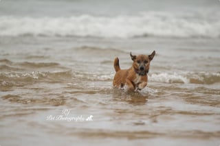 Illustration de l'article : 16 sublimes portraits de chiens réalisés par un photographe passionné, pour égayer votre journée