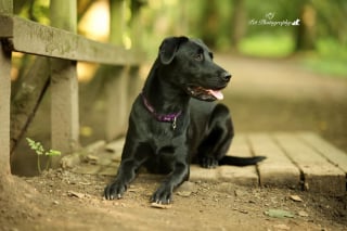 Illustration de l'article : 16 sublimes portraits de chiens réalisés par un photographe passionné, pour égayer votre journée