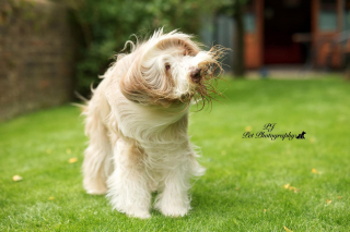 Illustration de l'article : 16 sublimes portraits de chiens réalisés par un photographe passionné, pour égayer votre journée