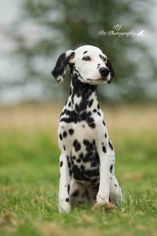 Illustration de l'article : 16 sublimes portraits de chiens réalisés par un photographe passionné, pour égayer votre journée