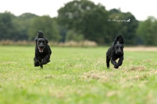 Illustration de l'article : 16 sublimes portraits de chiens réalisés par un photographe passionné, pour égayer votre journée