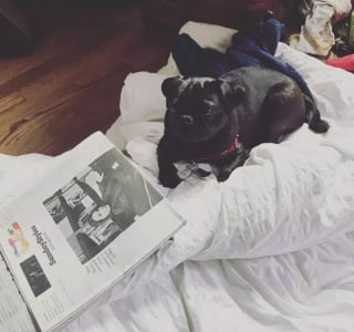 Illustration de l'article : 15 chiens pour qui le journal du matin est un objet sacré