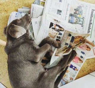 Illustration de l'article : 15 chiens pour qui le journal du matin est un objet sacré