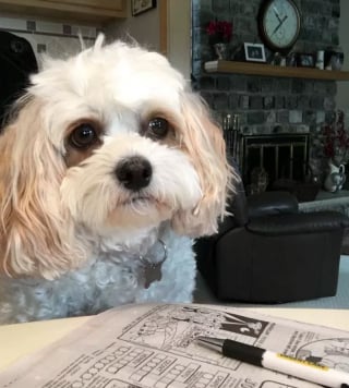 Illustration de l'article : 15 chiens pour qui le journal du matin est un objet sacré