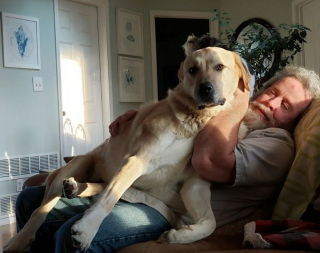 Illustration de l'article : 20 gros chiens qui ont décidé de rester des chiots