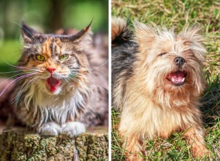 Illustration de l'article : 14 signes que votre chien ou chat essaie de vous faire passer pour signaler qu'il ne va pas bien