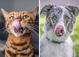 Illustration de l'article : 14 signes que votre chien ou chat essaie de vous faire passer pour signaler qu'il ne va pas bien