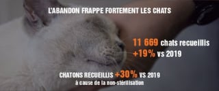 Illustration de l'article : La SPA dénonce un triste record d'abandons des animaux de compagnie pour l'été 2021 et demande de stopper "l'hémorragie"