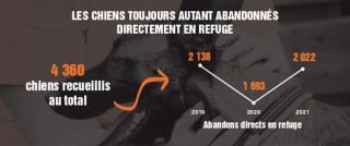 Illustration de l'article : La SPA dénonce un triste record d'abandons des animaux de compagnie pour l'été 2021 et demande de stopper "l'hémorragie"