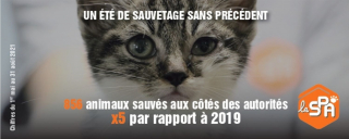 Illustration de l'article : La SPA dénonce un triste record d'abandons des animaux de compagnie pour l'été 2021 et demande de stopper "l'hémorragie"