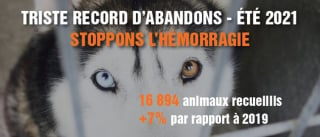 Illustration de l'article : La SPA dénonce un triste record d'abandons des animaux de compagnie pour l'été 2021 et demande de stopper "l'hémorragie"