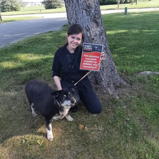 Illustration de l'article : Un chien senior jeté sur l'autoroute se remet en forme de façon magistrale