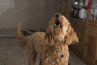 Illustration de l'article : 47% des propriétaires de chiens seraient touchés par le sentiment d'anxiété de séparation lorsqu'ils sont loin de leur animal