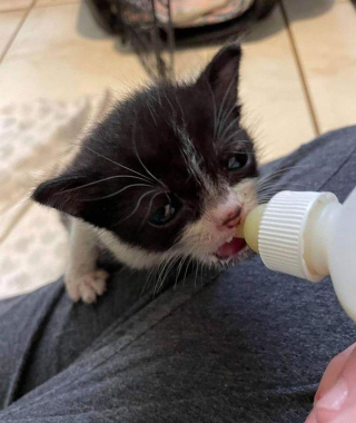 Illustration de l'article : Un chaton de 2 semaines découvert seul sous une pluie battante essaye de s'accrocher à la vie