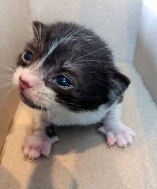 Illustration de l'article : Un chaton de 2 semaines découvert seul sous une pluie battante essaye de s'accrocher à la vie