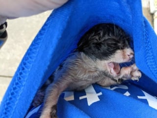 Illustration de l'article : Un chaton de 2 semaines découvert seul sous une pluie battante essaye de s'accrocher à la vie