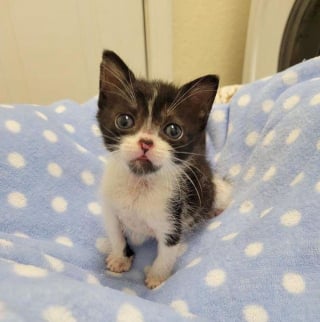 Illustration de l'article : Un chaton de 2 semaines découvert seul sous une pluie battante essaye de s'accrocher à la vie