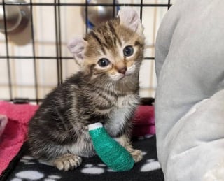 Illustration de l'article : Un chaton polydactyle né avec une patte tordue est heureux de courir pour la première fois grâce à l'aide apportée par des bénévoles