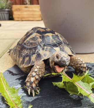 Illustration de l'article : Un couple trouve une tortue dans son jardin qui devient la meilleure amie de son chien