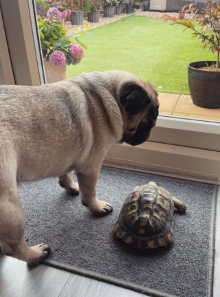 Illustration de l'article : Un couple trouve une tortue dans son jardin qui devient la meilleure amie de son chien