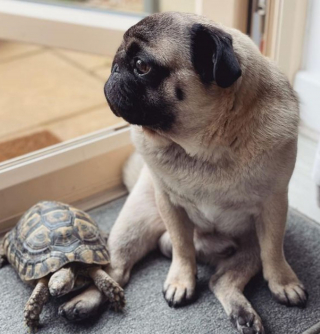 Illustration de l'article : Un couple trouve une tortue dans son jardin qui devient la meilleure amie de son chien