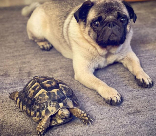 Illustration de l'article : Un couple trouve une tortue dans son jardin qui devient la meilleure amie de son chien