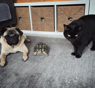 Illustration de l'article : Un couple trouve une tortue dans son jardin qui devient la meilleure amie de son chien