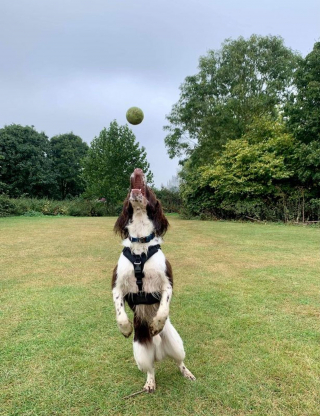 Illustration de l'article : Une promeneuse de chiens tombe sur un carton rempli de balles de tennis, avec un message qui l’émeut aux larmes