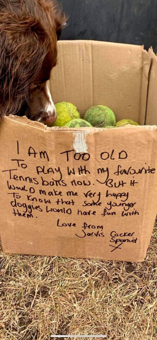 Illustration de l'article : Une promeneuse de chiens tombe sur un carton rempli de balles de tennis, avec un message qui l’émeut aux larmes