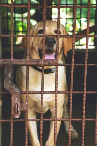 Illustration de l'article : Des dizaines de chiens de travail découverts abandonnés à l’aéroport de Kaboul. Les forces américaines pointées du doigt !