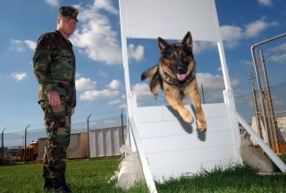 Illustration de l'article : Des dizaines de chiens de travail découverts abandonnés à l’aéroport de Kaboul. Les forces américaines pointées du doigt !