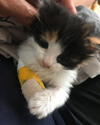 Illustration de l'article : Retrouvé seul dans une pépinière, ce chaton avec une patte blessée est déterminé à se remettre sur pied