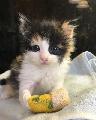 Illustration de l'article : Retrouvé seul dans une pépinière, ce chaton avec une patte blessée est déterminé à se remettre sur pied