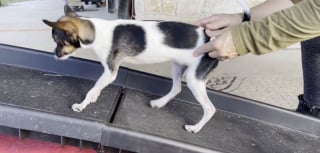 Illustration de l'article : Souffrant d'une déformation des pattes avant, un chiot subit une opération chirurgicale délicate et apprend à marcher