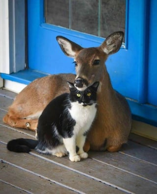 Illustration de l'article : 15 photos de chiens et de chats étranges et hilarantes