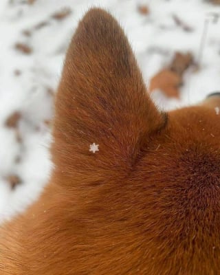 Illustration de l'article : 15 photos de chiens et de chats étranges et hilarantes