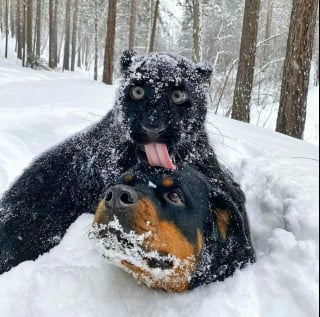 Illustration de l'article : 15 photos de chiens et de chats étranges et hilarantes