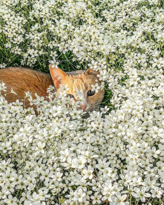 Illustration de l'article : 15 photos de chiens et de chats étranges et hilarantes